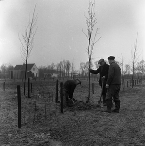 C1713 Aanplanten bomen; 12 februari 1958