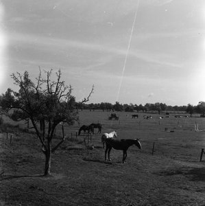 C1743 Paarden in de wei; 28 juni 1961