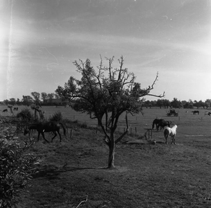 C1744 Paarden in de wei; 28 juni 1961