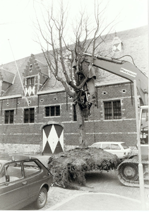 A-1876II Het verplaatsen van deze boom van de Kalvermarkt naar de Stadsschuur