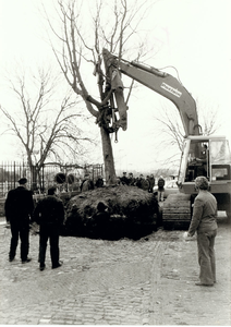 A-1876III Verplaatsing van een boom van de Hoogstraat te Middelburg naar de Stadsschuur