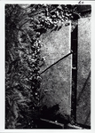 ALBUM-60-66 Grafsteen van Brendele, echtgenote van (weduwe van) Jacob Hakohen/Cohen, overleden 20 Tishrei 5449 (14-10-1688)