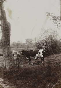 P-1316 Vrouw in dracht melkt koe in een weiland op Walcheren met op de achtergrond meidoornhagen.