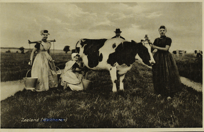 P-1326 Zeeland (Walcheren). Poserende vrouwen in dracht, waarvan één een koe melkt in een weiland op Walcheren.