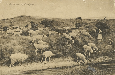2127 In de duinen bij Oranjezon. Grazende schapen in de duinen van Oranjezon bij Vrouwenpolder