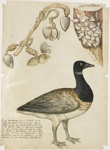 1030 Een rotgans, lopend op stellen en gorzen, met de mosselen, waarin deze vogel zou groeien, (circa 1775), met ...