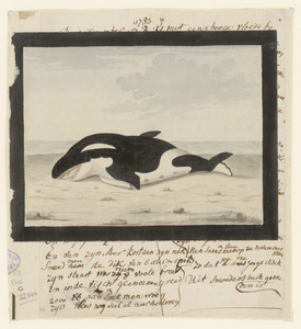 244 Een orca, aangespoeld op het strand te Domburg