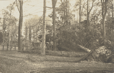 398-28 Schade aan bomen op het landgoed Zeeduin te Oostkapelle