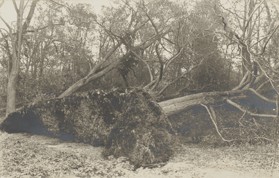 398-32 Schade aan bomen op het landgoed Berkenbosch te Oostkapelle