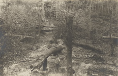 398-34 Schade aan bomen op het landgoed Berkenbosch te Oostkapelle