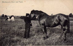 10233 Walchersche Boer met Paard. Een boer op Walcheren met zijn paard in de wei