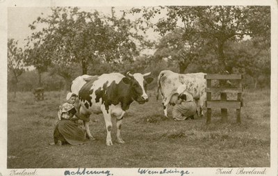 11369 Zeeland. Zuid Beveland.. Twee boerinnen bezig met koeien melken in een weiland aan de Achterweg te Wemeldinge