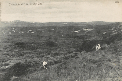 1241 Duinen achter de Oranje Zon. Enkele koeien grazend in de duinen bij Oranjezon