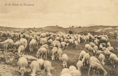 1244 In de duinen bij Oranjezon. Een schaapherder met schapen in de duinen bij Oranjezon