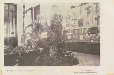 3676 Biologische Tentoonstelling 1905. Vestibule met reuzen-heksenbezem. De biologische tentoonstelling, onderdeel van ...