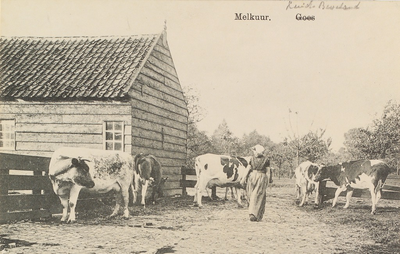 5065 Melkuur. Goes. Gezicht op een boerenerf op Zuid-Beveland, met een schuur en vier koeien