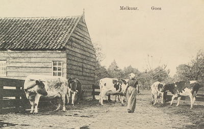 5353 Melkuur. Goes. Gezicht op een boerenschuur, met vrouw in streekdracht en koeien tijdens 'het melkuur' buiten de ...