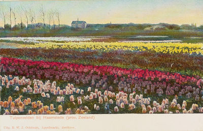 6299 Tulpenvelden bij Haamstede (prov. Zeeland). Gezicht op het tulpenveld in de Armhoek te Haamstede van bollenkweker ...