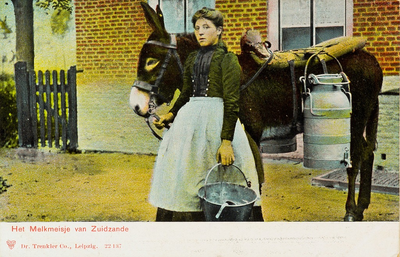 8710 Het Melkmeisje van Zuidzande. Liesbeth Zonnevijlle, bekend als het Melkmeisje van Zuidzande, met een ezel behangen ...