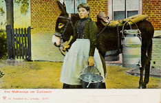 8710 Het Melkmeisje van Zuidzande. Liesbeth Zonnevijlle, bekend als het Melkmeisje van Zuidzande, met een ezel behangen ...