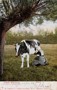 9194 Eiland Walcheren Melken. Een vrouw in Walcherse dracht die een koe aan het melken is in de wei. Links een geknotte ...