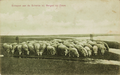 9746 Schapen aan de Schelde bij Bergen op Zoom. Een herder met een kudde schapen langs de Westerschelde bij Bergen op Zoom