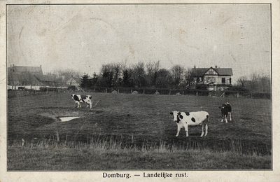 341-44 Domburg. - Landelijke rust.. Koeien in een weiland nabij Domburg