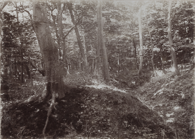 425-17 Manteling. Bomen in de bossen in de Manteling bij Domburg