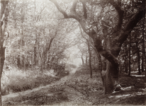 425-18 Manteling. Bomen in de bossen in de Manteling bij Domburg