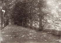 425-20 Lindenlaan overbosch van Duinvliet. De lindenlaan in het bos van de buitenplaats Duinvliet te Domburg