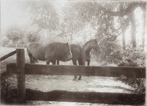 425-24 Paarden in de wei op een landgoed bij Domburg