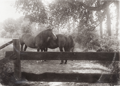 425-28 Paarden in de wei op een landgoed bij Domburg