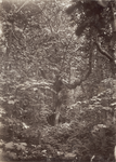 425-3 Boschgezicht Manteling -. Gezicht in het bos in de Manteling bij Domburg
