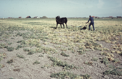 435-53 Een boer achter de ploeg met een paard in de omgeving van Zoutelande