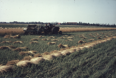 435-55 Het dorsen van graan met machines op een veld in de omgeving van Zoutelande