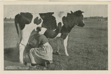 455-1292 Walcheren. Melktijd. Een vrouw in dracht bezig met het melken van een koe