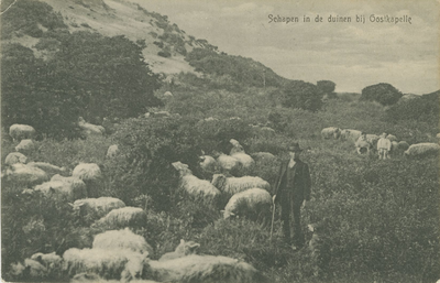 455-796 Schapen in de duinen bij Oostkapelle. Een schaapherder met zijn kudde in de duinen bij Oostkapelle