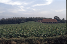 523-50 Een boerderij en een vliedberg op Walcheren