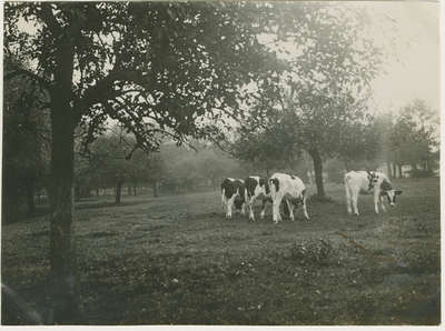557-110 Koeien in een wei op Zuid-Beveland