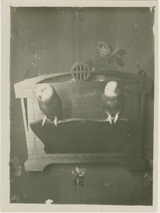 557-155 Twee papagaaiachtigen