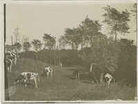 557-3 Een dijk met koeien bij Arjaan v.d. Velde