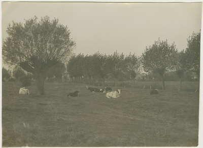 557-38 Een wei met koeien op Zuid-Beveland