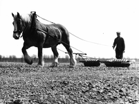 605-7-46B Een boer aan het werk met een door een paard getrokken landbouwwerktuig te Ritthem