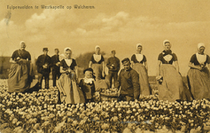 624-220 Tulpenvelden te Westkapelle op Walcheren. Mensen in dracht in de tulpenvelden van de familie Cijsouw te ...