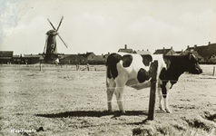 624-420 Westkapelle. Gezicht vanuit een weiland met koe op molen De Noorman te Westkapelle