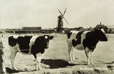 624-422 Westkapelle, Molenzicht. Gezicht vanuit een weiland met koeien op molen De Noorman te Westkapelle