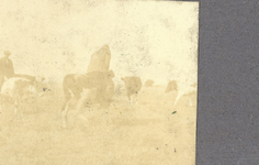 107-36 [36]. Guus en Kees met koeien op de Bergwei, aug. 1913