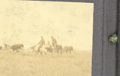 107-37 [37]. Guus en Kees met koeien op de Bergwei, aug. 1913