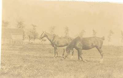 30-5 [5]. Paarden, [c. 1915]