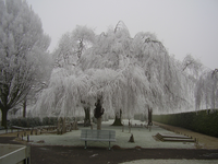 2009KAP1 Berijpte bomen op de begraafplaats aan de Wemeldingse Zandweg te Wemeldinge
